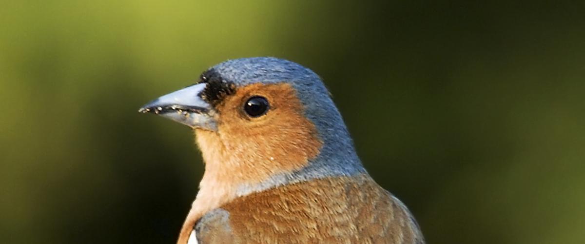 Vink | CC BY-SA 2.5, door Michael Maggs, edited door Arad, https://commons.wikimedia.org/w/index.php?curid=2195980