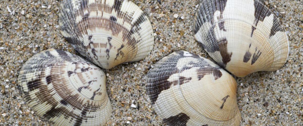 Filipijnse tapijtschelp Vleet