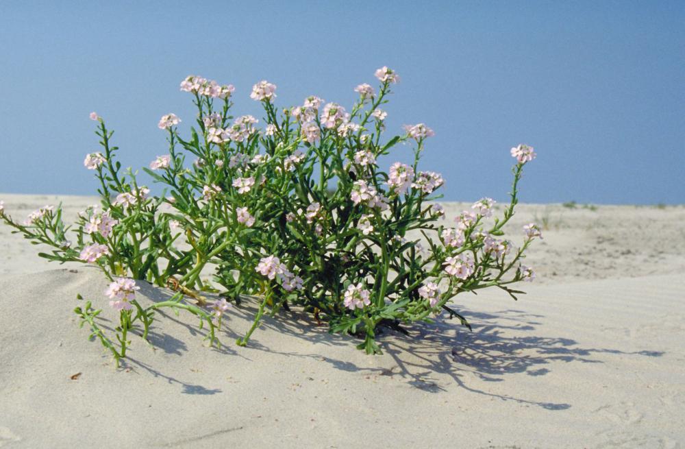 Zeeraket, lila bloemen | © Ecomare
