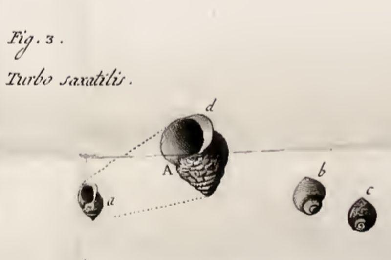 Eerste beschrijving door abt Olivi | © WoRMS, VLIZ bibliotheek