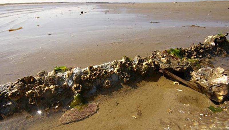 Vlokkige zeeslak op wad | © Ecomare, Sytske Dijksen