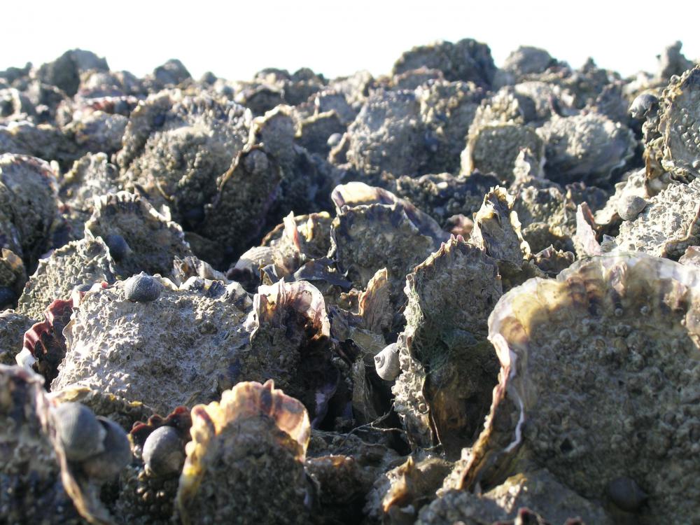 Rif van Japanse oesters | © Ecomare, Oscar Bos