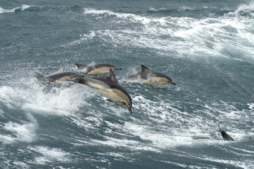 Gewone dolfijnen | © Marijke de Boer