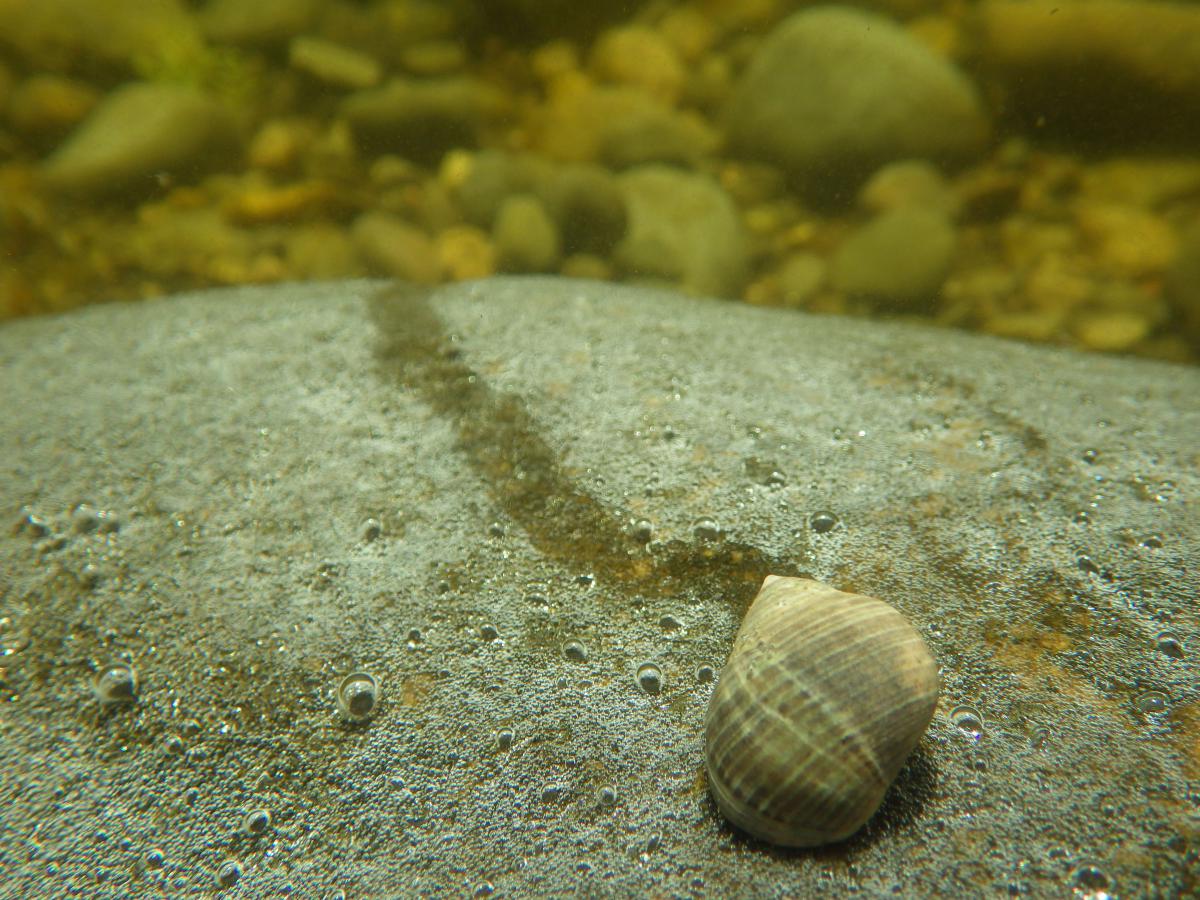 Gewone alikruik trekt slijmspoor op ondergrond.  Gewone alikruik | © WoRMS, Julius A. Ellrich