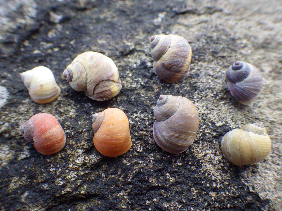Ruwe alikruiken zijn er in vele kleur- en vormvariaties. Ruwe alikruiken | © WoRMS, Julius A. Ellrich