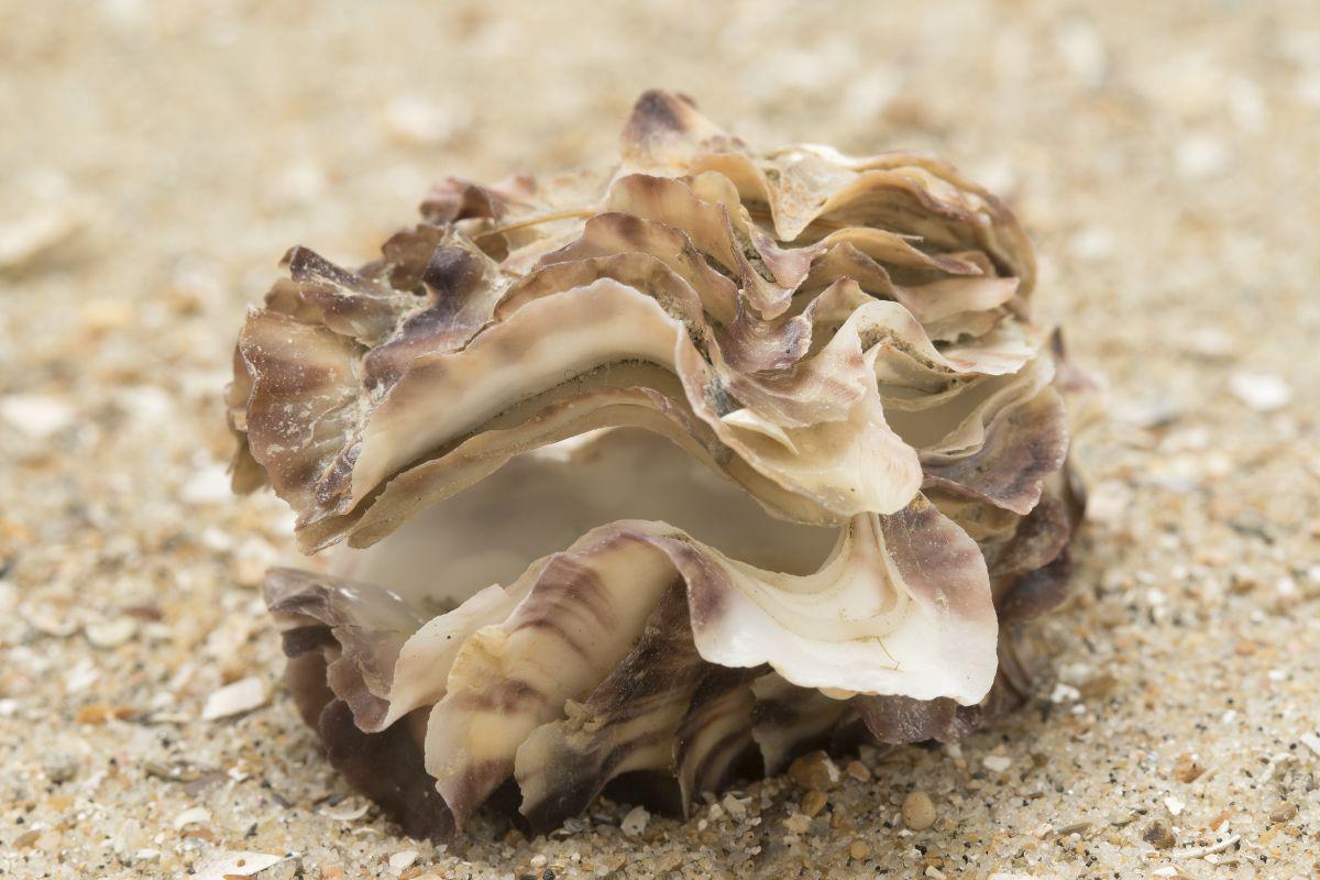 Een Japanse oesterschelp heeft scherpe randen Japanse oester op het strand | © Misjel Decleer