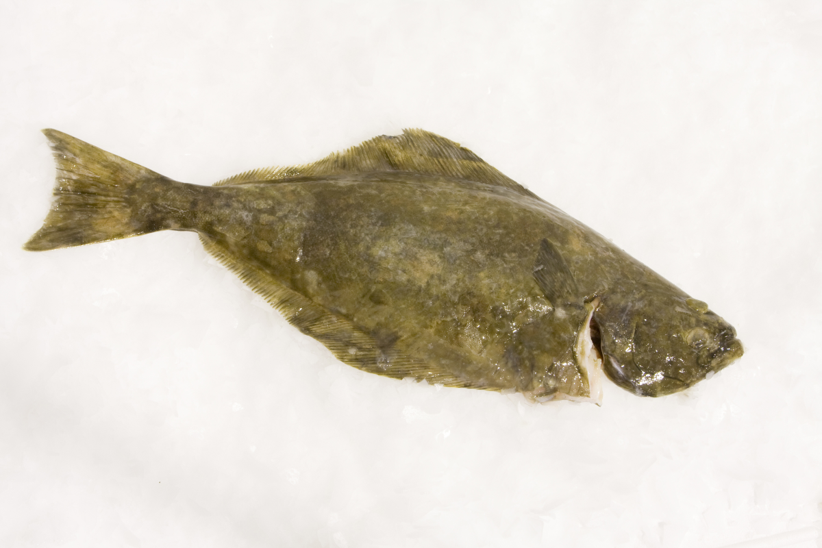 Heilbot op ijs | © Misjel Decleer – marinespecies.org