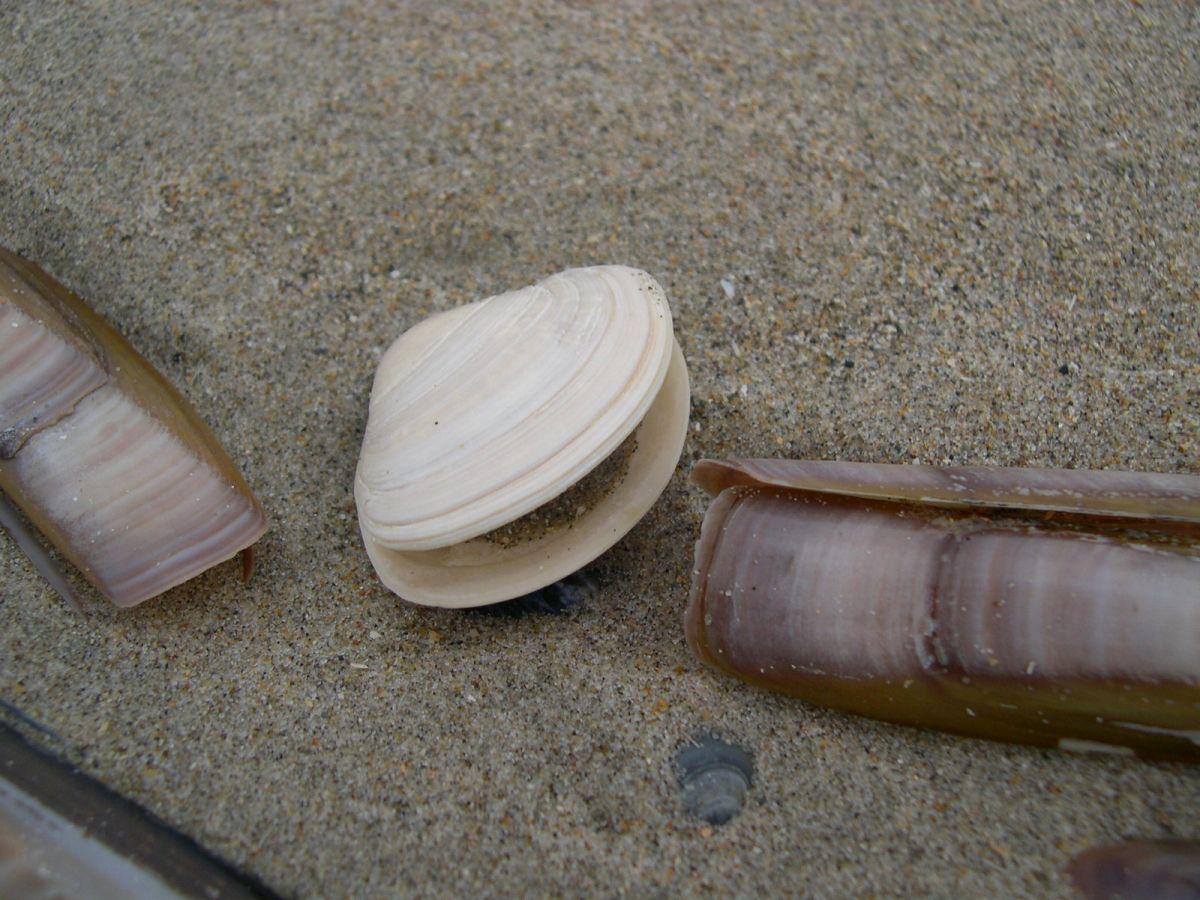 Doublet van een stevige strandschelp aangespoeld Stevige strandschelp | © Filip Nuyttens