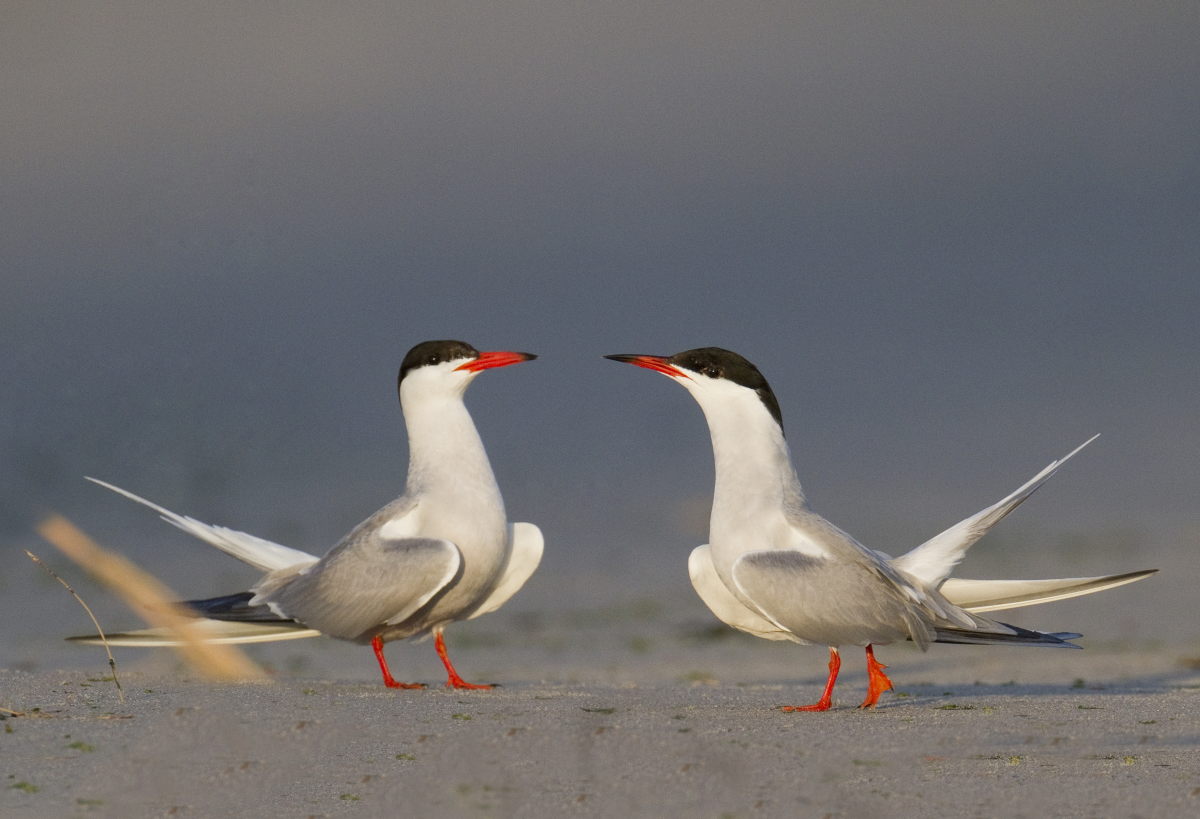 Baltsende visdieven Visdieven baltsend | © Misjel Decleer