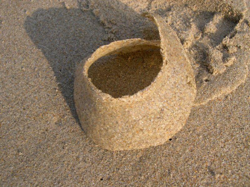 Kraagvormig eierkapsel van grote tepelhoren Kraagvormig eierkapsel van grote tepelhoren | © WoRMS, Filip Nuyttens