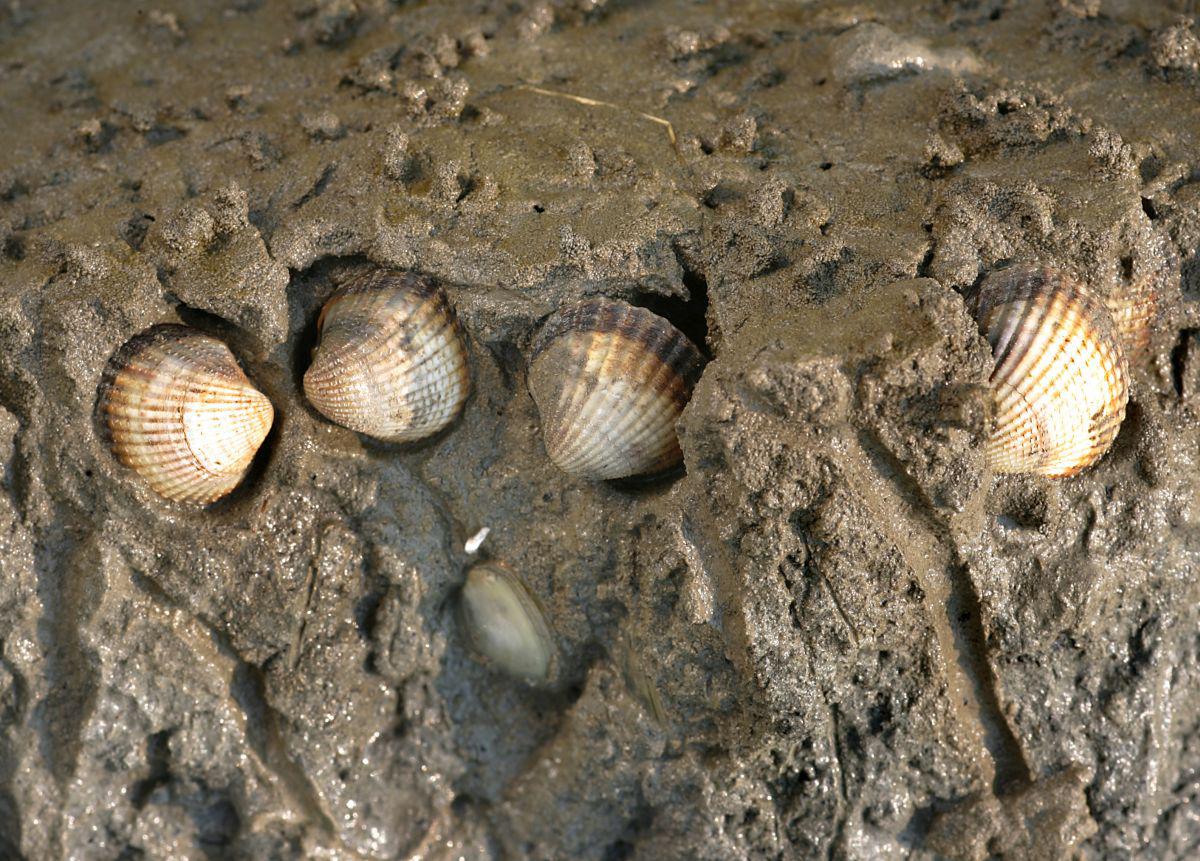 Ingegraven kokkels blootgelegd Ingegraven kokkels blootgelegd | © Misjel Decleer