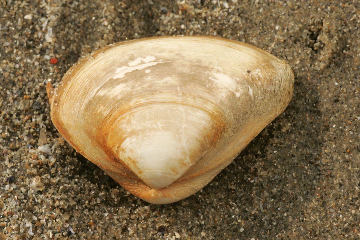 Levend aangespoelde halfgeknotte strandschelp. Vanaf de top bekeken is de asymmetrische vorm goed te zien. Halfgeknotte strandschelp | © Misjel Decleer