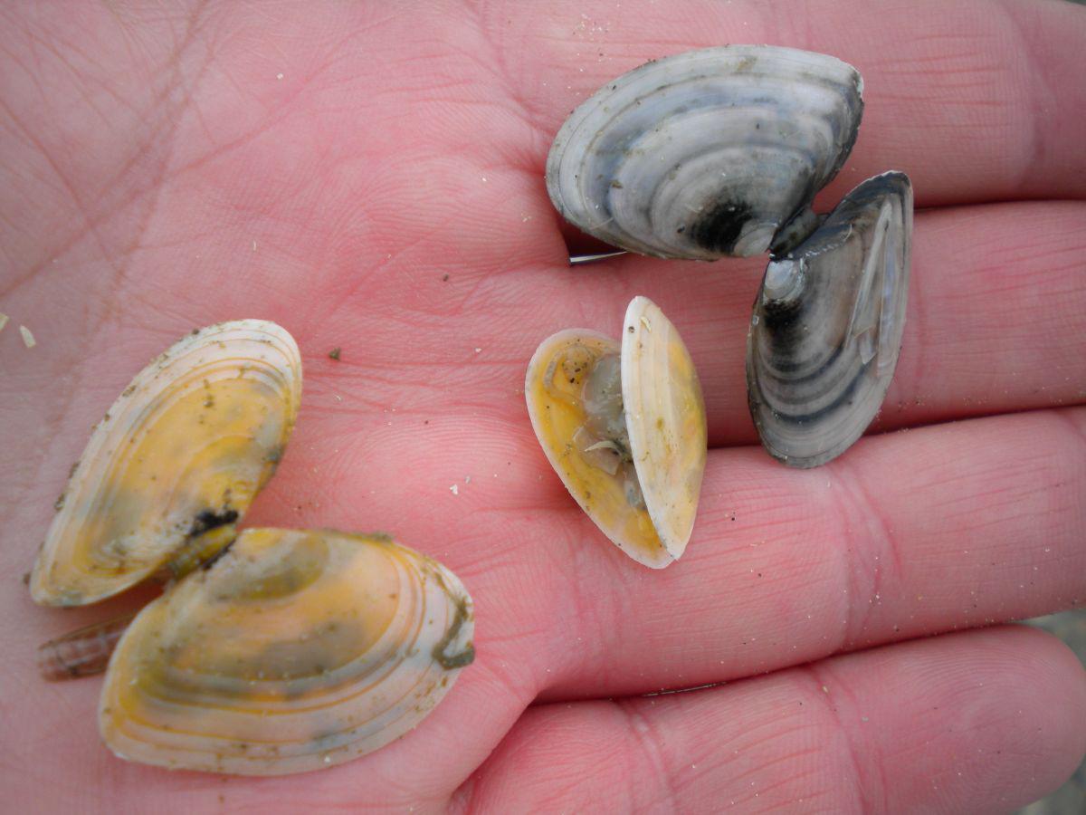 Tere platschelpen vind je meestal als doublet, omdat hun slotband zeer sterk is Tere platschelp | © WoRMS, Filip Nuyttens