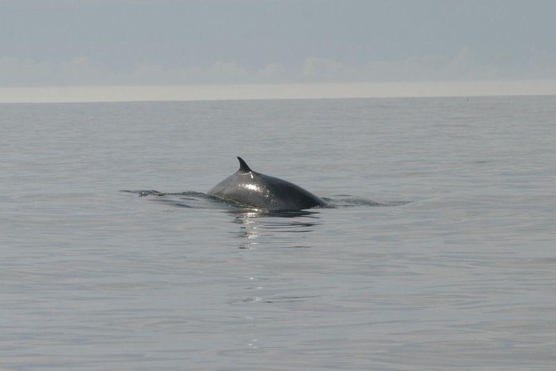 Gewone vinvis voor de Noord-Amerikaanse kust | © Hilary Moors