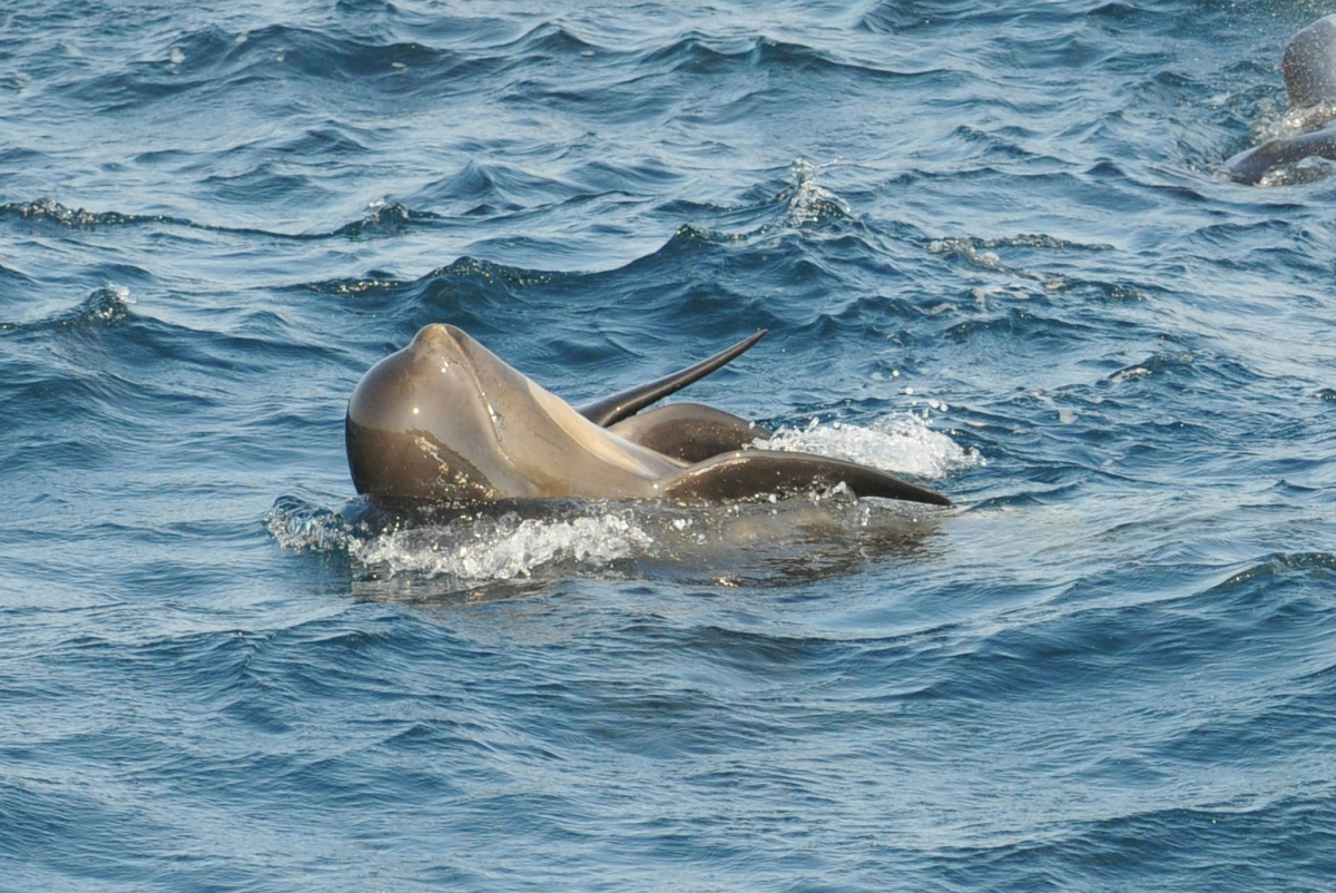 Griend | CC-BY-NC-SA Hilary Moors, marinespecies.org