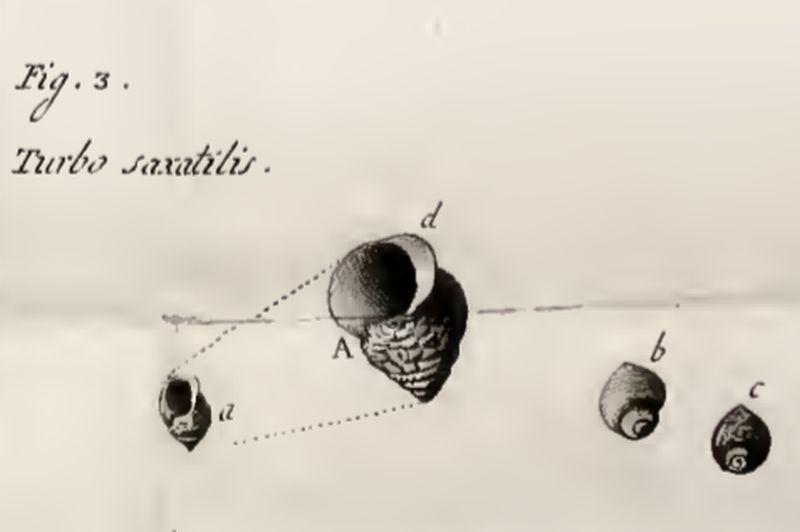Eerste beschrijving van de ruwe alikruik in 1792 door de Italiaanse abt Olivi. Eerste beschrijving door abt Olivi | © WoRMS, VLIZ bibliotheek