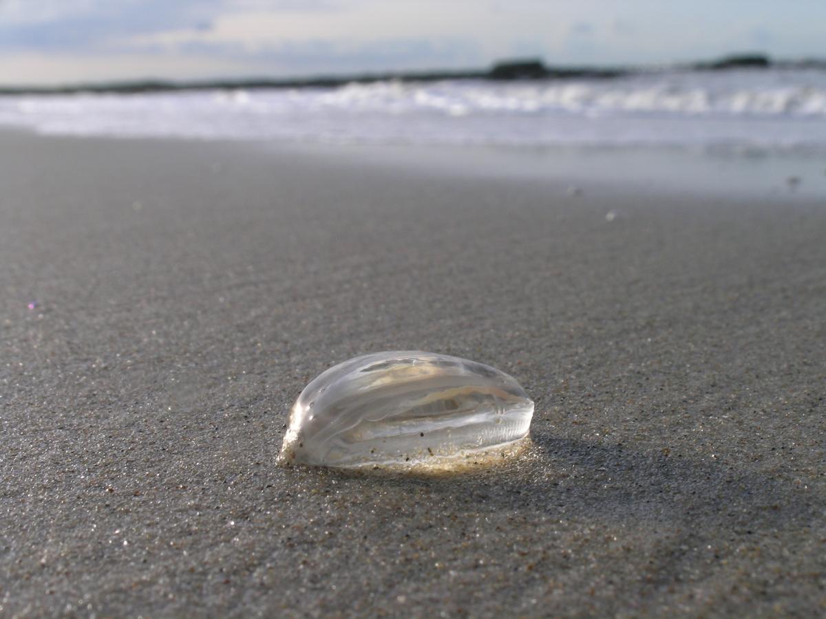 Zeedruif | © Ecomare, Foto Fitis, Sytske Dijksen