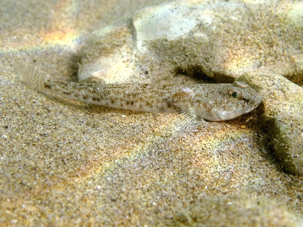 Dikkopje | © Worms, Roberto Pillon – marinespecies.org