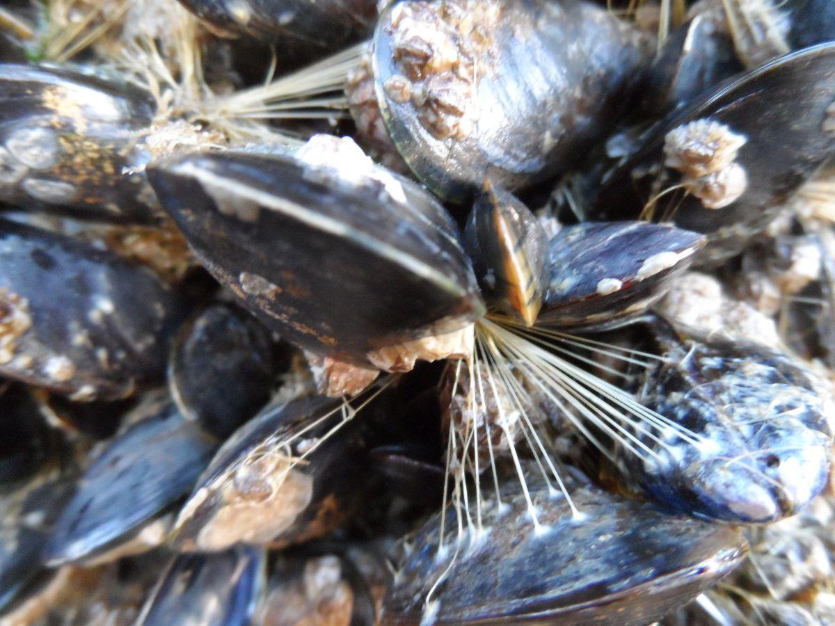 Met sterke baarddraden en een speciale lijm hecht een mossel zich stevig vast Baarddraden van mossel | © Franky Bauwens