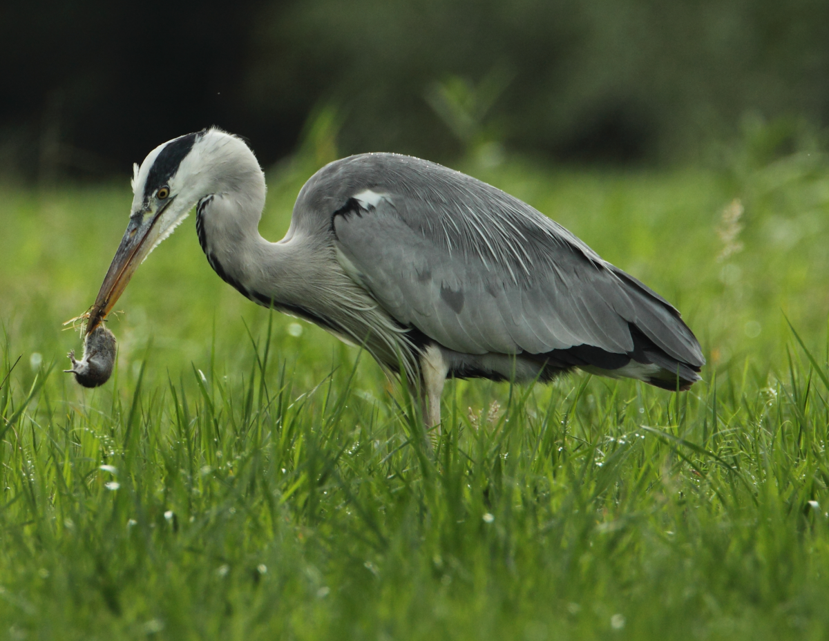 Blauwe reiger met muis | CC BY 3.0 Matthias Barby - B kimmel, WikiMedia