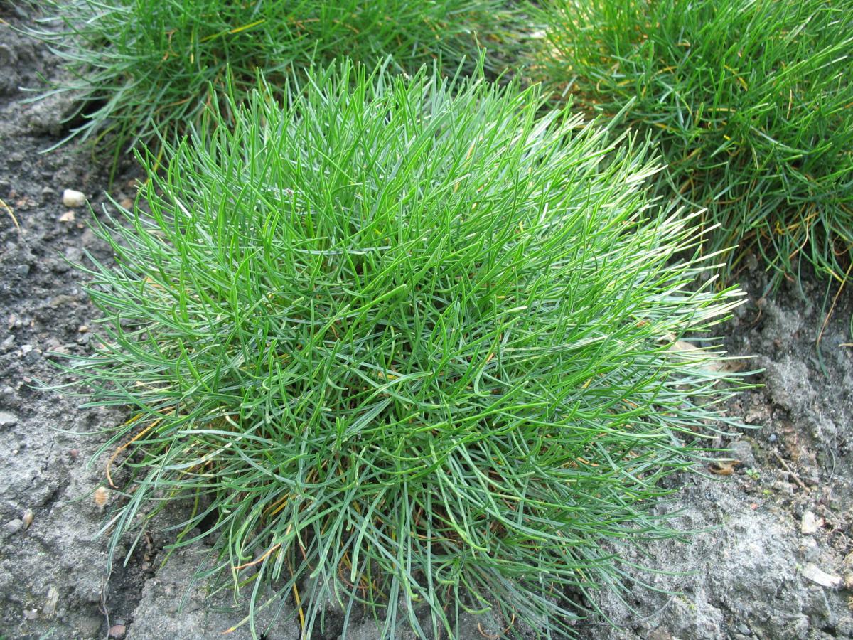 Als Engels gras niet bloeit lijken de bladrozetten wat op een grasbol Engels slijkgras | Tomasz "Nemo5576" Górny, WikiMedia