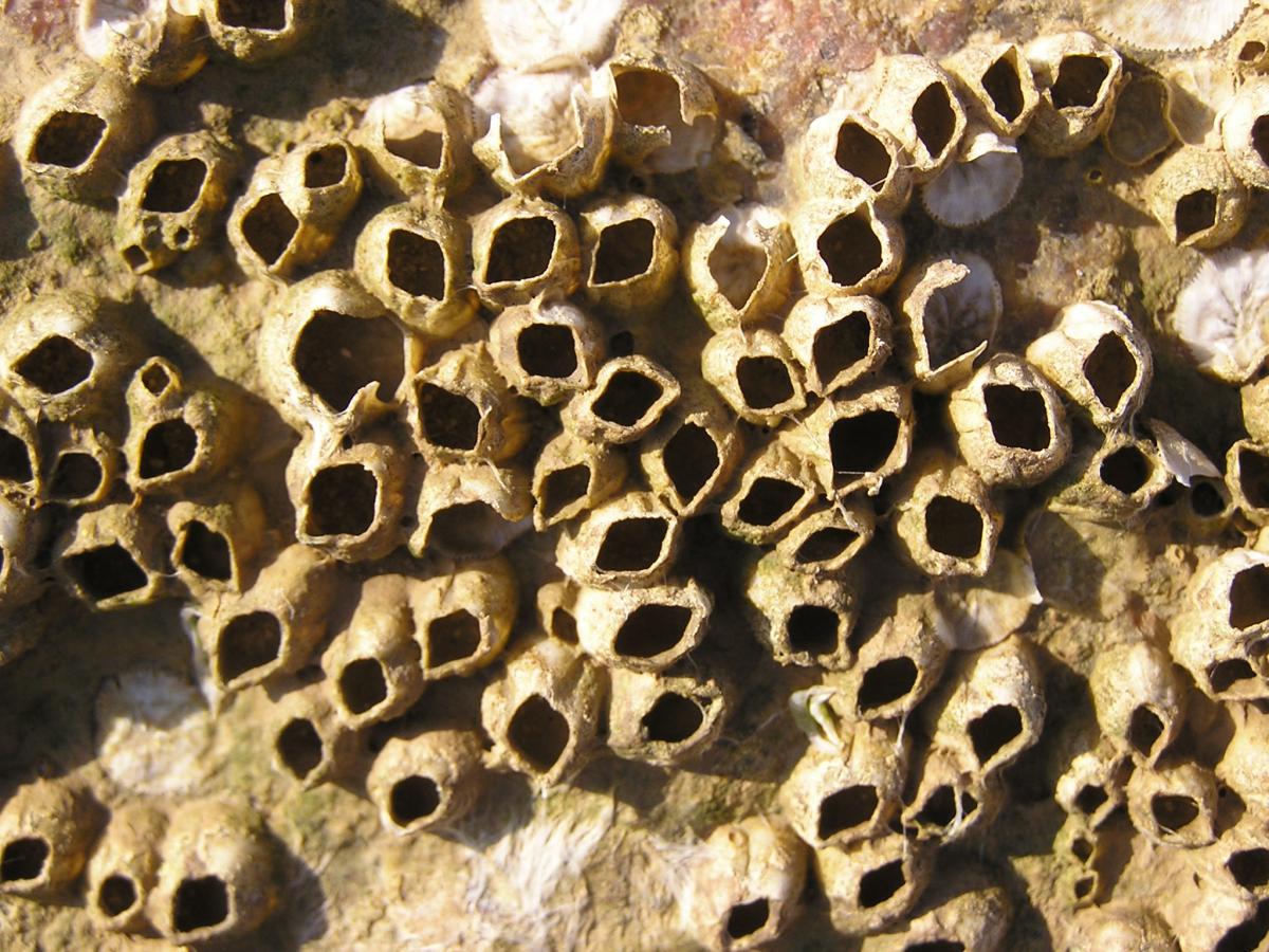 Brakwaterpok | CC BY-SA 3.0 Andrew Butko, Wikimedia Commons