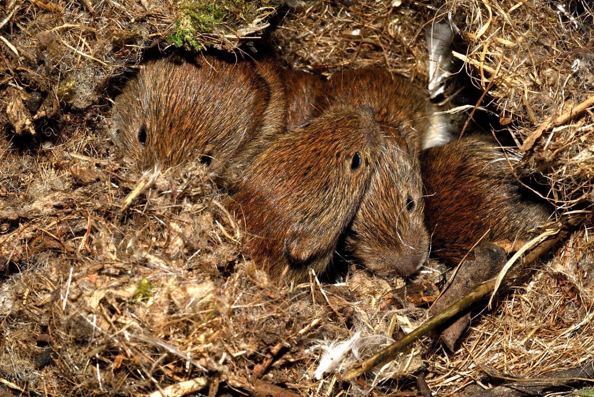 Rosse woelmuis met jongen | CC BY-SA 3.0 Plantsurfer, WikiMedia