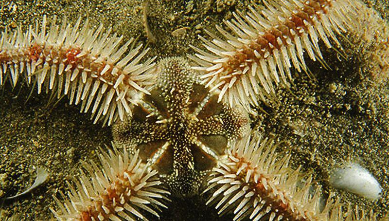 Brokkelster met vier stralen | © Ecomare, Peter H van Bragt