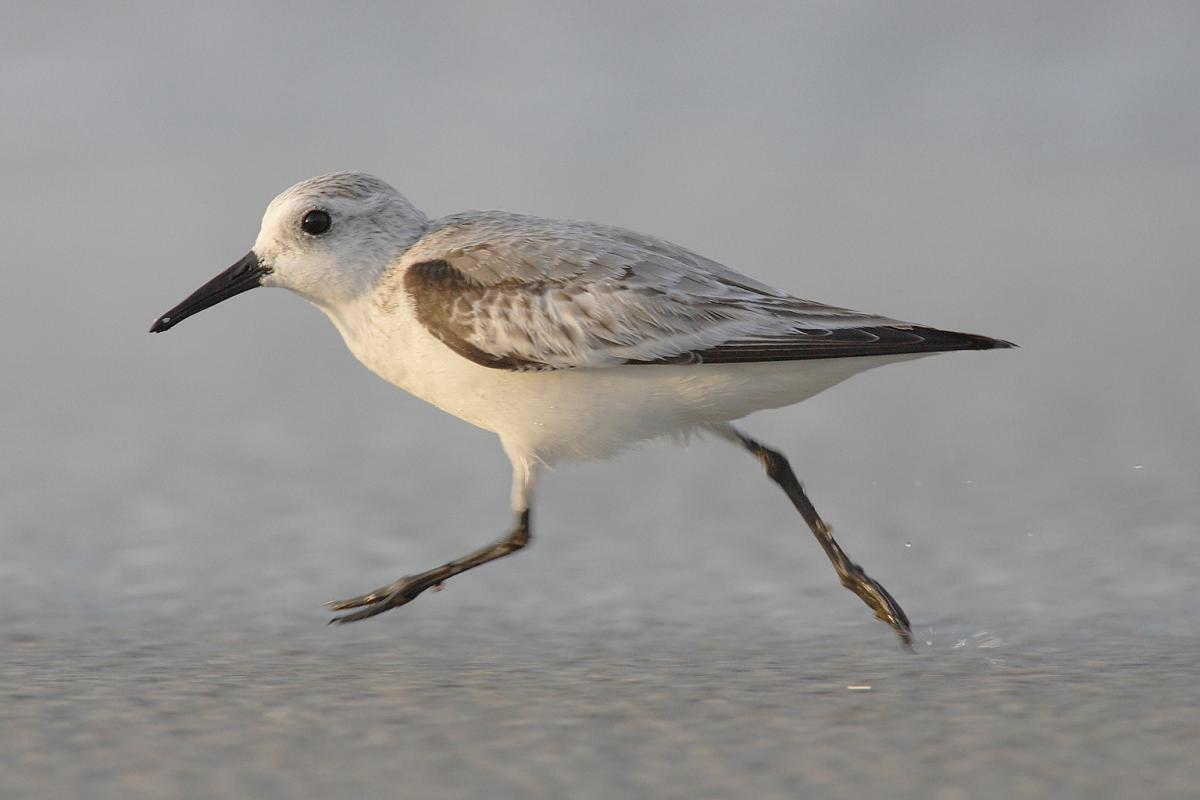 Bonte strandloper Bonte strandloper | CC BY-SA 3.0 Mdf, WikiMedia