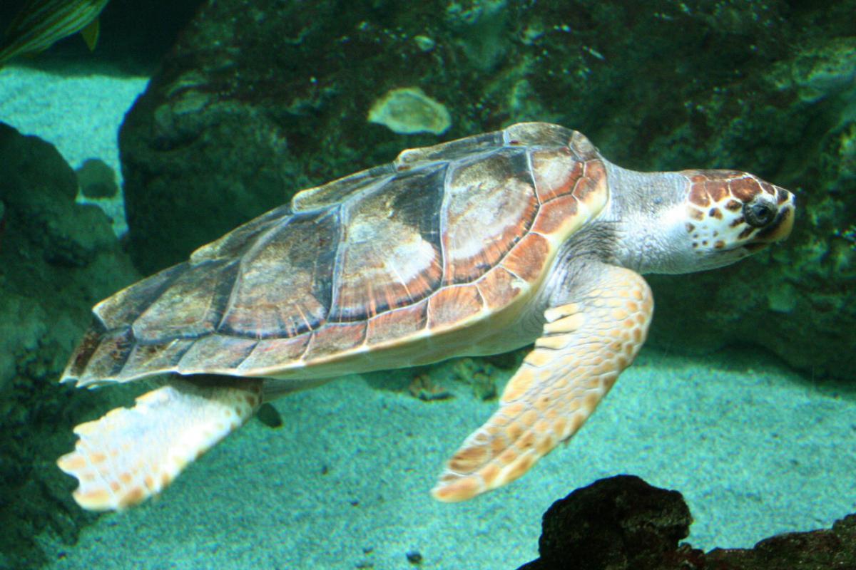 Dikkopschildpad | CC BY-SA 3.0 Strobilomyces,  Wikimedia Commons