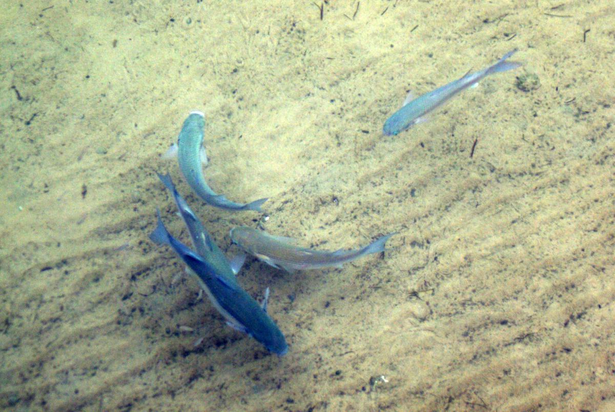 Diklipharder Diklipharder | CC BY 3.0 David Perez, Wikimedia Commons