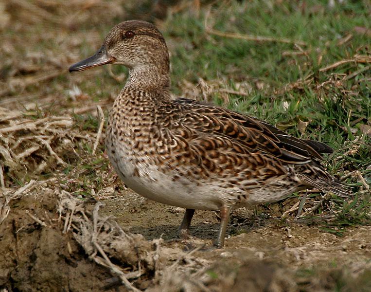 Wintertaling vrouwtje | GNU 1.2  J.M.Garg, WikiMedia