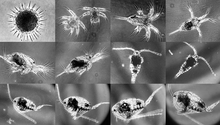 Ontwikkeling van copepoden (roeipootkreeftjes) | © Ecomare, NIOZ - www.nioz.nl