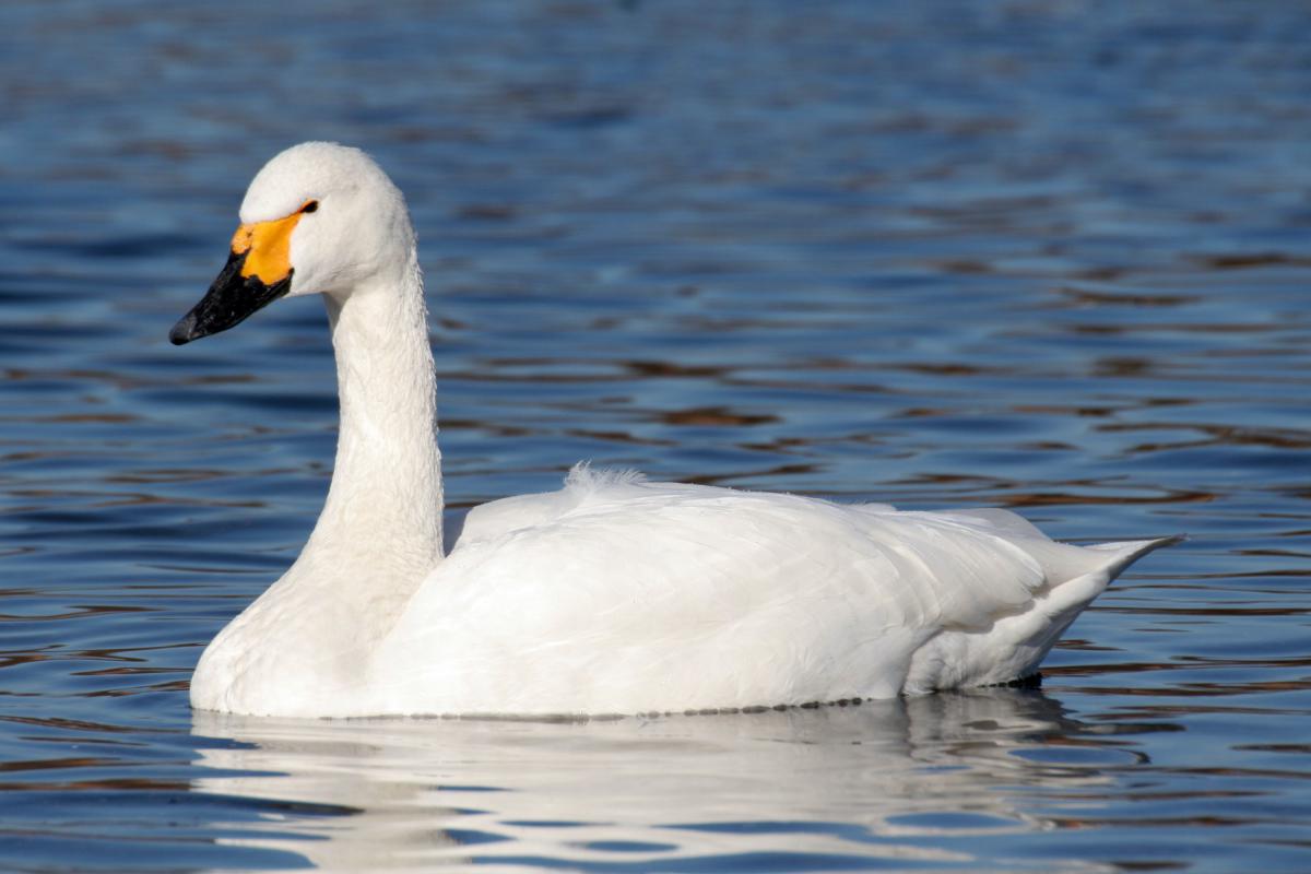 Kleine zwaan | CC BY-SA 2.5 Maga-chan, WikiMedia