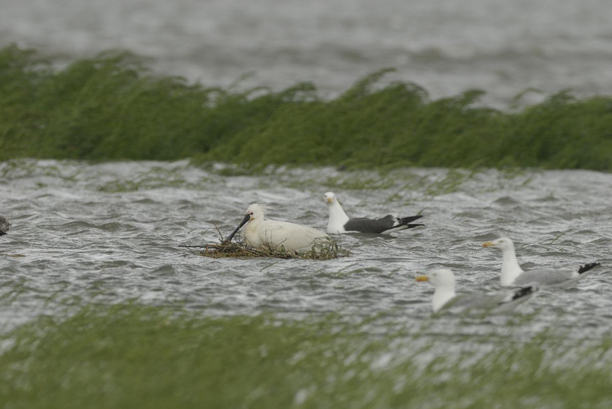 Lepelaar op verdronken nest | © Ecomare, Eckard Boot