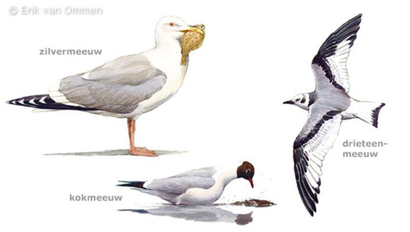Meeuwen | © Ecomare, Erik van Ommen