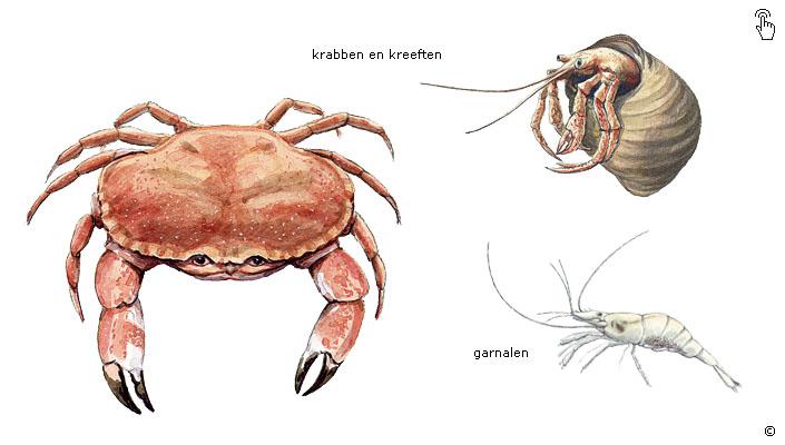 Tienpotigen Tienpotigen | © Ecomare