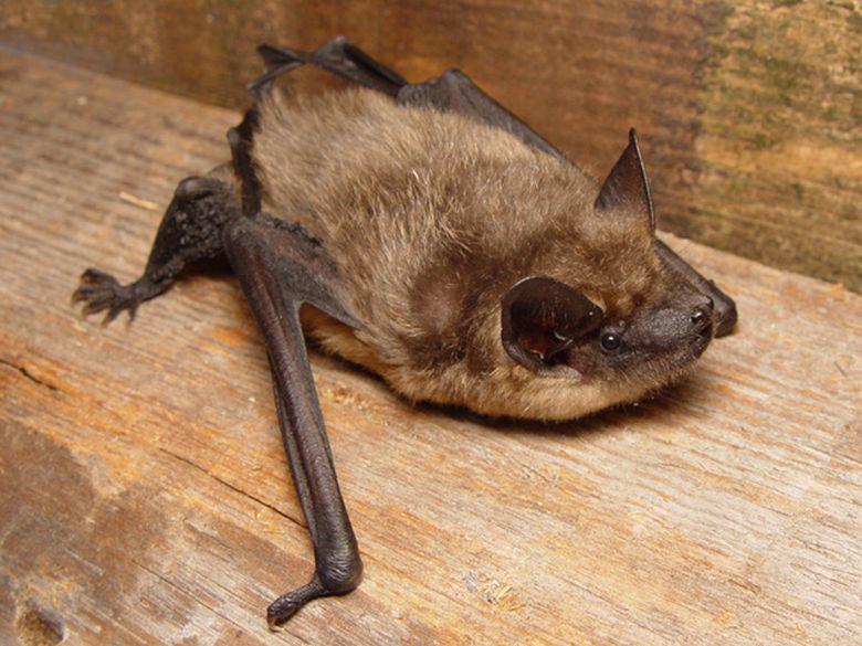 Laatvlieger Laatvlieger | CC BY-SA 3.0 Mnolf, WikiMedia