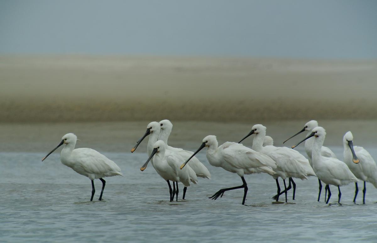 Lepelaars | CC BY 2.0 Frank Vassen, WikiMedia