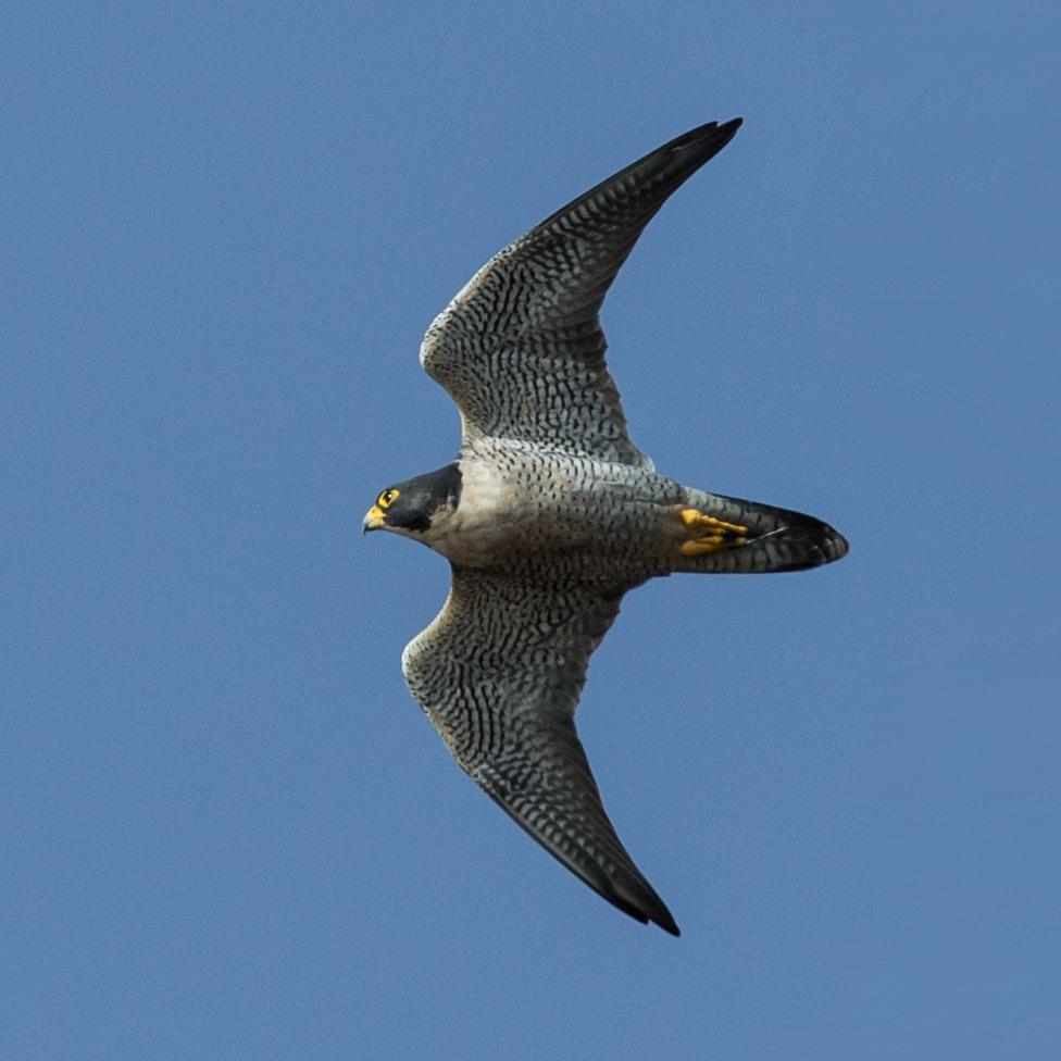 Slechtvalk | CC BY 2.0 Mike Baird, WikiMedia