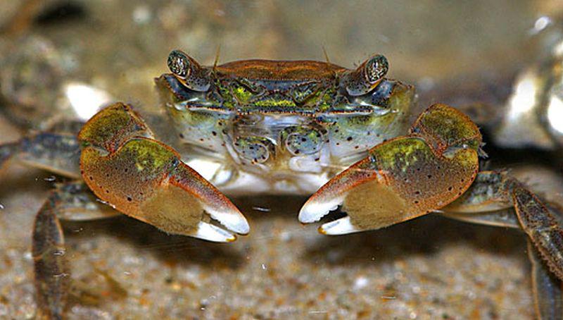 Penseelkrab Penseelkrab | © Ecomare, Foto Fitis, Sytske Dijksen