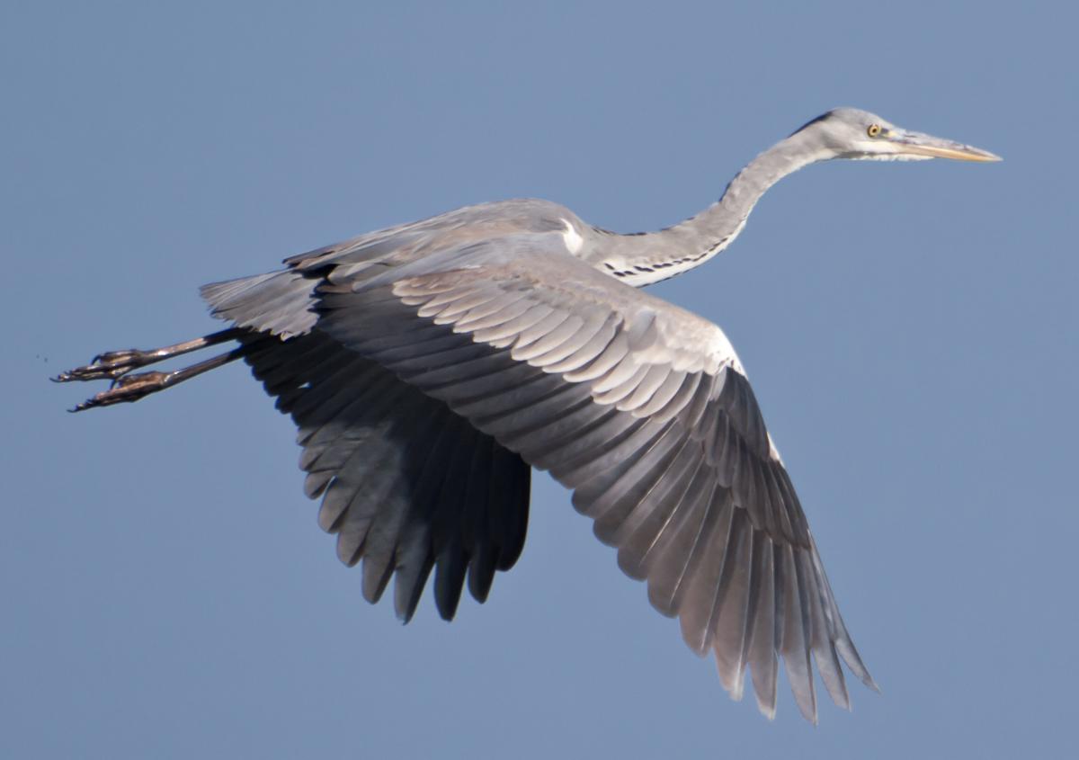 Blauwe reiger | CC BY-SA 2.0 Juan Emilio, WikiMedia