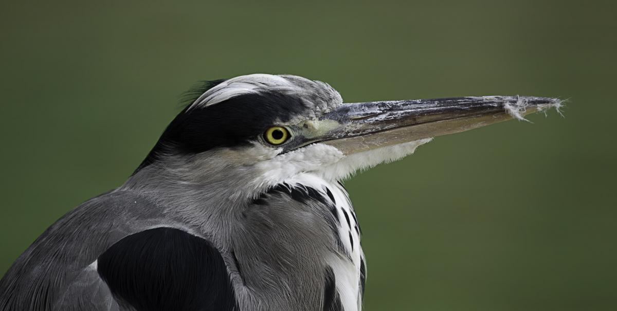 Blauwe reiger | CC BY-SA 3.0 Mark Fisher, WikiMedia