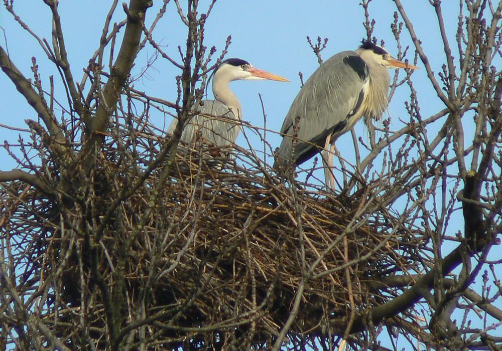 Blauwe reigers | CC BY 2.0 Neil Phillips, WikiMedia