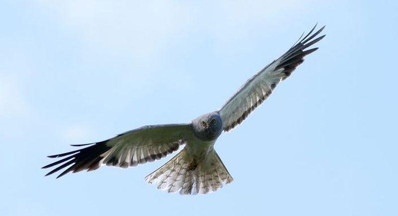 Blauwe kiekendief | © Ecomare, Foto Fitis, Adriaan Dijksen