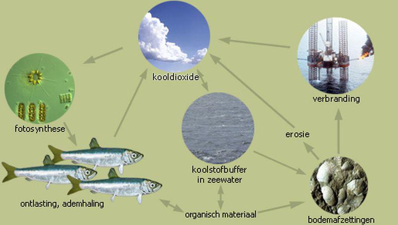 De koolstofkringloop in de zee | © Ecomare, Oscar Bos, naar Stefan Groenewold