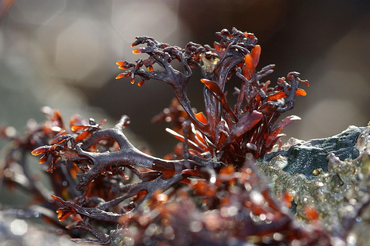 Kernwier (Mastocarpus stellatus) | © Foto Fitis, Sytske Dijksen