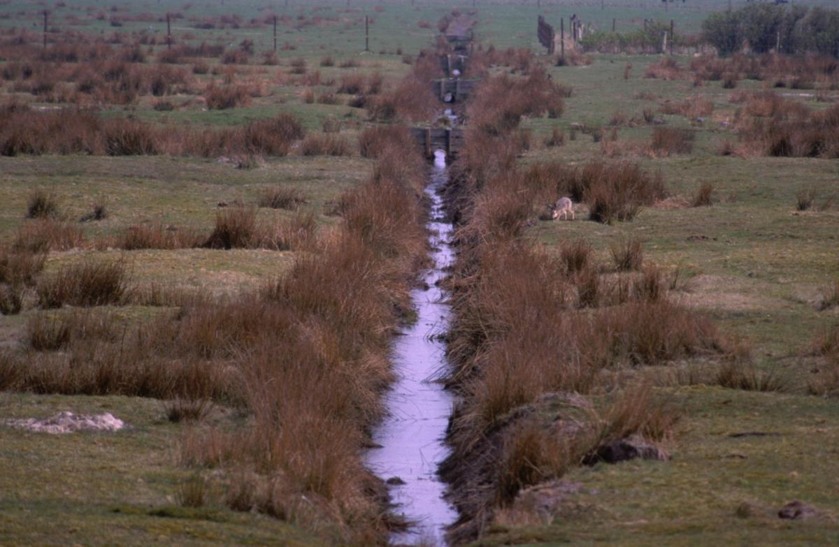 Binnendijks natuurgebied met haas Binnendijks natuurgebied met haas | © Ecomare