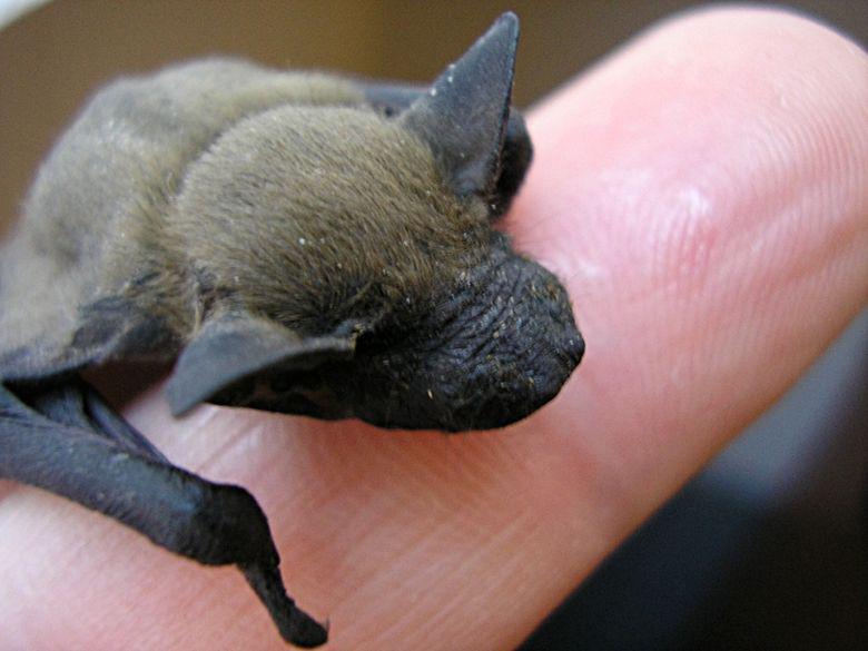 Bosvleermuis Bosvleermuis | GNU v2 Manuel Sánchez de Frutos