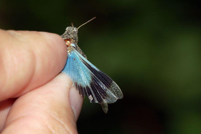 Blauwvleugel | CC BY-SA 2.5 Fritz Geller-Grimm, Wikimedia Commons